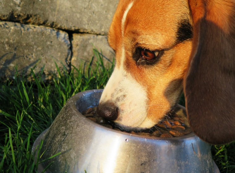 Was man gegen Leishmaniose beim Hund tun kann Unser Freizeitportal